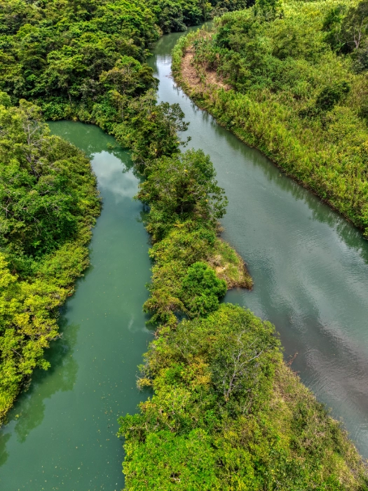 Fotografía aérea de un río serpenteante de agua verde rodeado de densa vegetación y árboles tropicales, dividido en dos ramales por una franja alargada de bosque.
