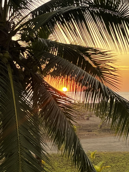 El sol ocultándose en el horizonte del mar, visto de cerca a través de las hojas y cocos de una palmera durante un atardecer dorado.