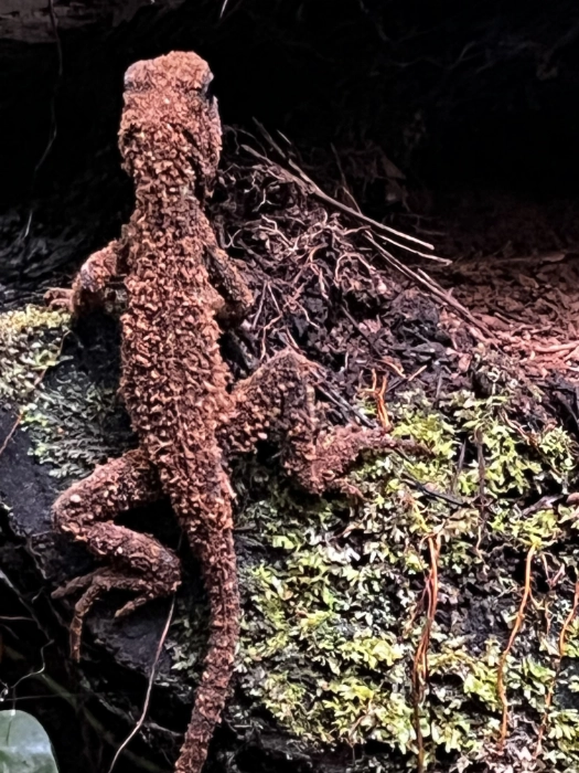 Primer plano de un pequeño lagarto o camaleón de piel rugosa y marrón, mimetizado sobre un tronco cubierto de musgo verde.