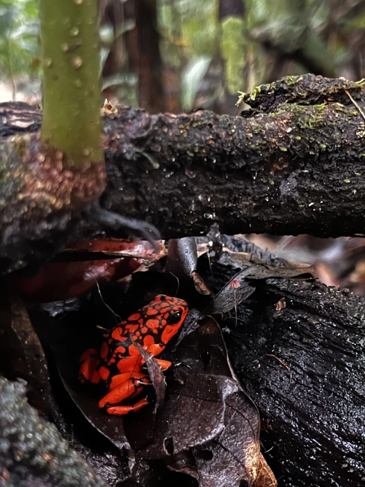 Una llamativa rana dardo venenosa de color rojo con manchas negras, resguardada entre hojas secas y troncos húmedos en la selva.