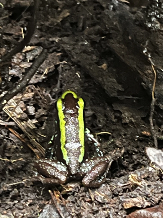 Primer plano de una pequeña rana dardo con una franja verde brillante en el lomo, camuflada sobre la tierra húmeda del suelo selvático.