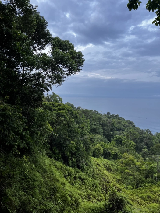 Vista panorámica desde una colina boscosa hacia el mar Pacífico, con una densa selva tropical verde en primer plano bajo un cielo cubierto de nubes oscuras.